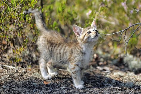 Kitten In The Forest Stock Image Image Of Nature Grass 43021123