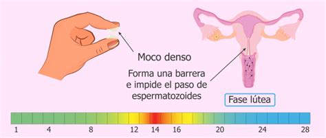 ¿cómo Es El Moco Cervical Durante La Ovulación Y En Los Días Fértiles