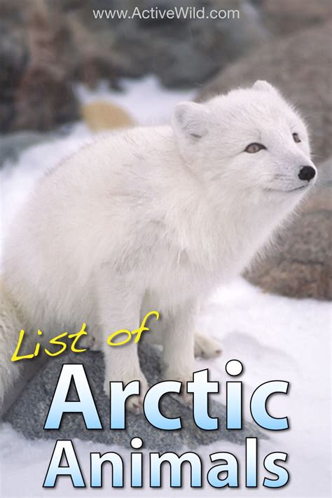 Arctic Animals List With Pictures Facts And Information Arctic Animals