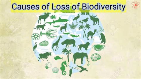 Conservation Of Plants And Animals Causes Of Loss Of Biodiversity