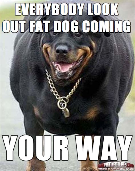 Fat Dog Meme Fat Dog Alert Meme On Imgur This Funny Dog Meme