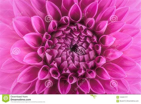 Purple Flower Petals Stock Image Image Of Background 103261777