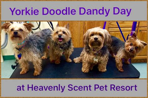 Lucky angkor hotel & spa. It's a Yorkie Doodle Dandy Day at the Heavenly Scent ...