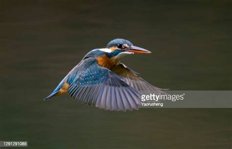 Kingfisher Diving Into Water Photos And Premium High Res Pictures