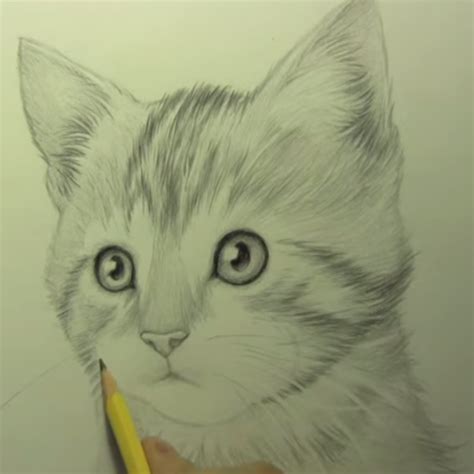 Hoe Teken Je Een Kat Tekenen Pinterest Kat Tekenen En Tekeningen
