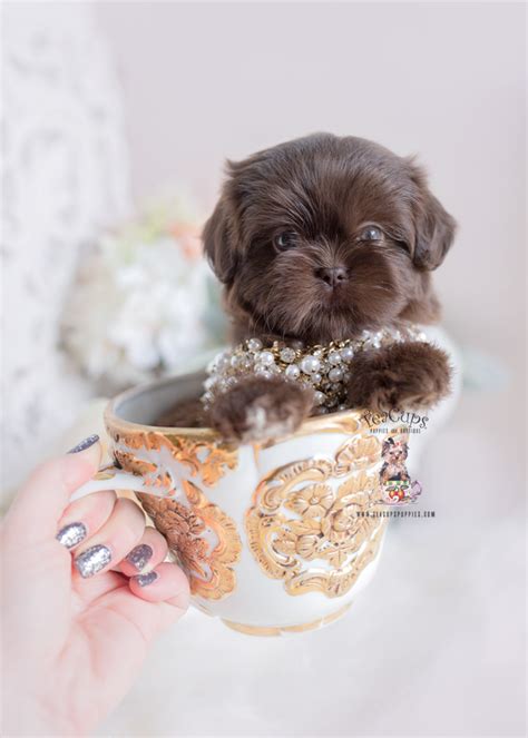 Teacup shih tzu, miniature, munchkin or dwarf, tiny teacup, tiny teacup, chinese teacup, and tiny toy shih tzu are all names that are being utilized… Chocolate Shih Tzu Puppy | Teacup Puppies & Boutique