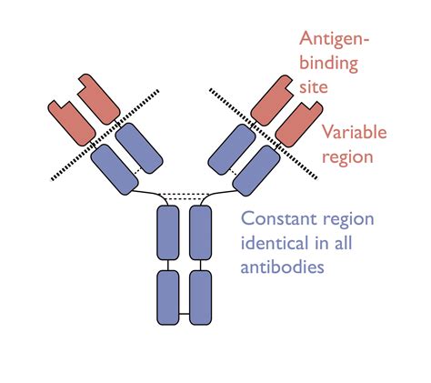 Antibody Class Switching A Secret Weapon To Win The War Msci