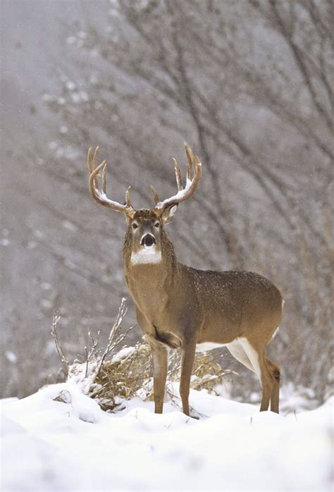 Whitetail Buck In Winter Whitetail Deer Pictures Big Deer Whitetail Bucks