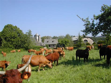 troupeau de vaches - Location vacances Auvergne