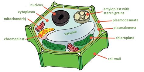 We did not find results for: Pin on Plant Cell
