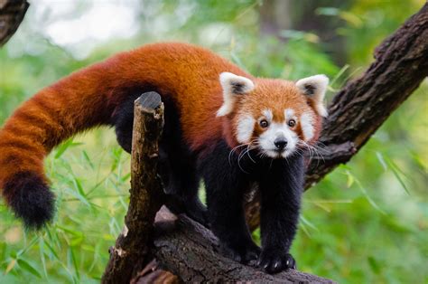 can you have a red panda as a pet in the united states - Kymberly Main