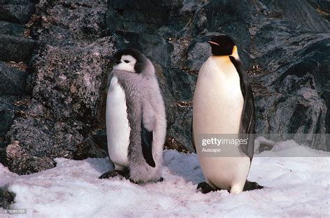 Emperor Penguin Aptenodytes Forsteri Adult And Fledgling Taylor