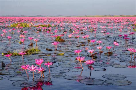 Red Lotus Lake At Han Kumphawapi In Udonthani Thailand Stock Photo