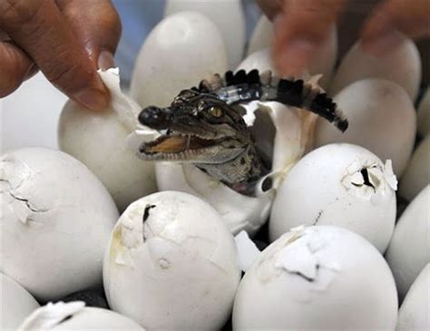 Jassy World Hatching Of A Crocodile Eggs