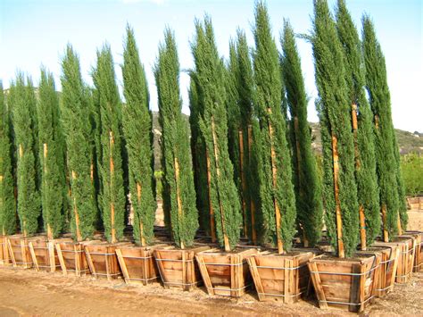 Italian Cypress Cupressus Sempervirens Stricta Seeds 100 Seedspack