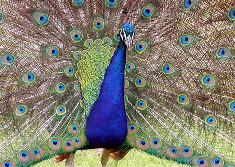 Peacock Tail Feathers Don't Drag Them Down | Answers in Genesis