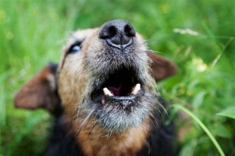 Barking Dogs Here Are The 10 Noisiest Breeds Of Adorable Pedigree Dog