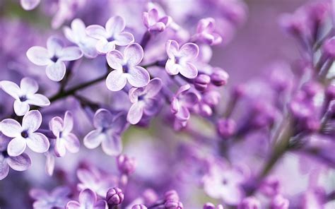 Flowers Purple Blurred Lilac Purple Flowers Wallpapers Hd Desktop