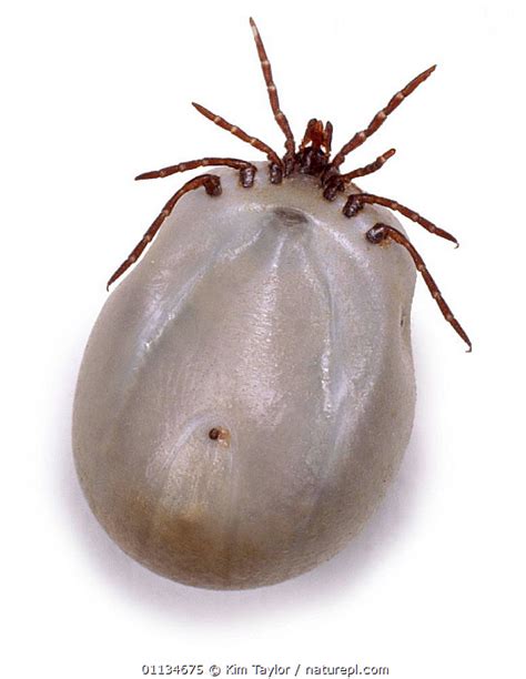 Stock Photo Of Engorged Sheep Tick Ixodes Ricinus Uk Available For