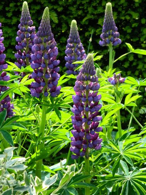 For his trick to be believed by wolverine, he created in wakanda. Lupinus 'Gallery Blue' (Vaste Lupine, Blauwe lupine) | De ...