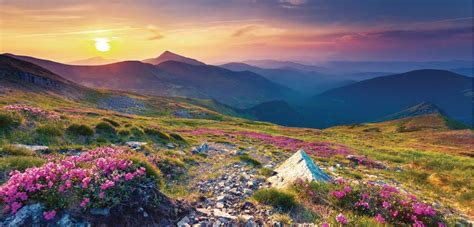Magic Pink Rhododendron Flowers On Mountain Wall Mural Murals Your Way