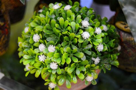 Read moren the i love sitting out there with my beautiful white flowers. Free Green leaves & White small flowers in vase Stock ...