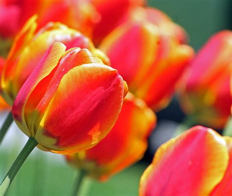 Tulips 20082 Randy Stump Flickr