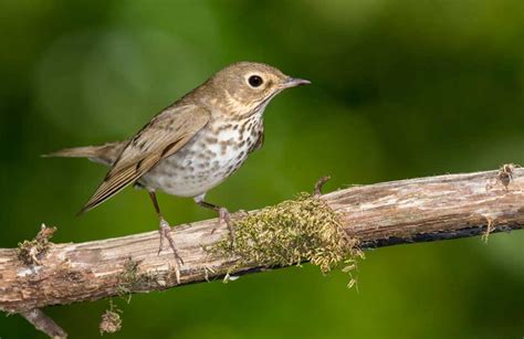 Get To Know This Year S Featured World Migratory Bird Day Species
