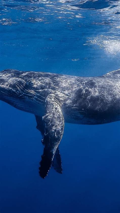 Over 3,760 humpback whale pictures to choose from, with no signup needed. Humpback whale - Underwater photography wallpaper - backiee