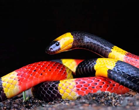 Serpientes Venenosas Las Más Venenosas Del Mundo