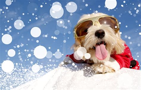 Wallpaper Winter Snow Dog Glasses Costume Christmas Winter Snow