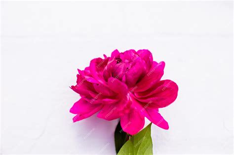 Premium Photo | One pink flower and green leaves bud of peony petals