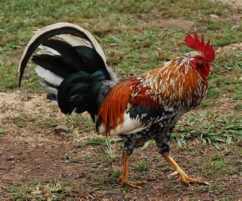 Peticiones Especiales 22 Fotografías De Gallos O Roosters