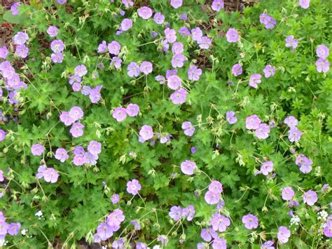Hardy geraniums (not to to confuse with perlagoniums, annual geraniums) provide an easy care, colorful, reliable ground cover or filler in the sunny to partially shaded garden. Garden of Aaron: Groundcover Review: Cranesbill Geraniums