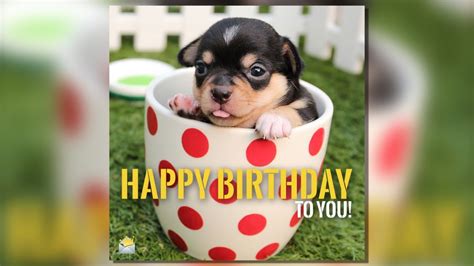 Top 188 Cute Animal Happy Birthday Images