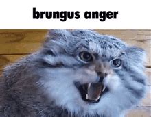 Brungus Anger Gif Brungus Anger Humor Discover Share Gifs