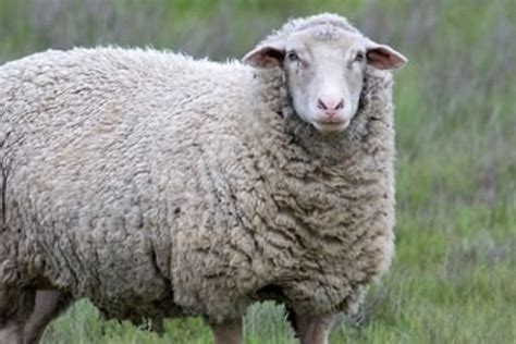 Countdown To Lambing Management Of The Ewe