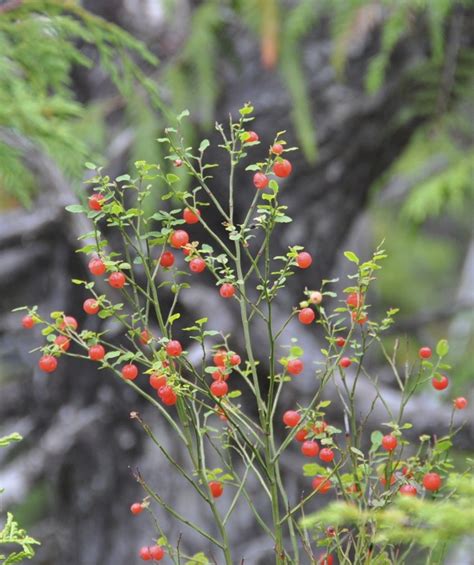 Red Huckleberry Vaccinium Parvifolium Biodiversity Of The Central Coast