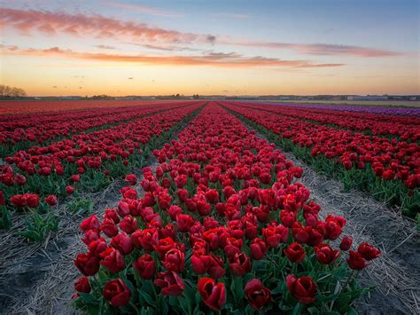 Field With Red Tulips Netherlands 4k Hd Desktop Wallpaper And Hd Tv