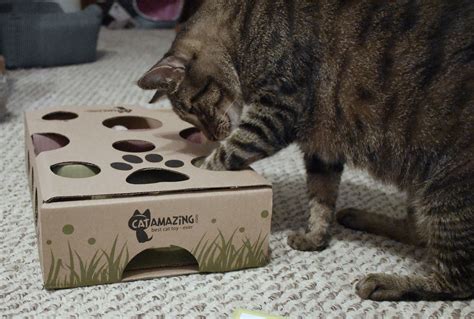 Short attention spans in cats. Are your cats bored? | Cats, Cat vs dog, Cat toys