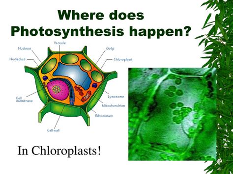 Do you know where info about how cactuses go through photosynthesis is? PPT - The Sun PowerPoint Presentation, free download - ID ...