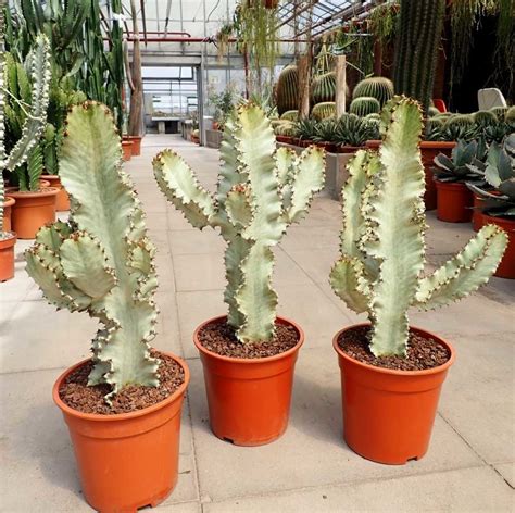 Euphorbia Ingens Cv Marmorata Verzweigt Uhlig Kakteen Über 5000