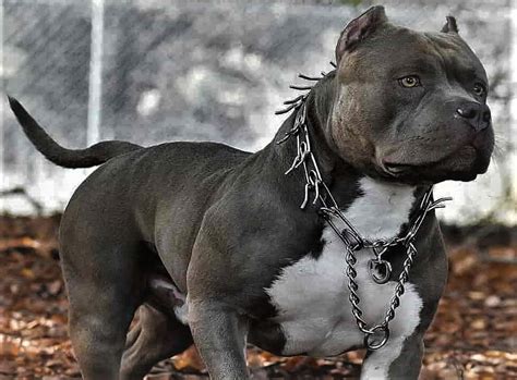 Interesting Facts About Blue Nose Pitbull