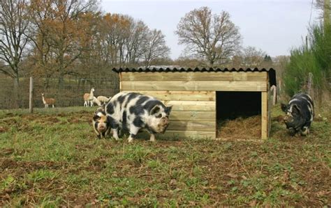 Click To Close Pig Pen Pig Farming Livestock Shelter