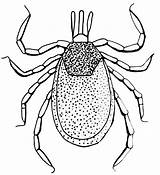 Tick Ticks Drawing Protect Yourself Uga Extension Legged Cooperative Getdrawings C937 sketch template