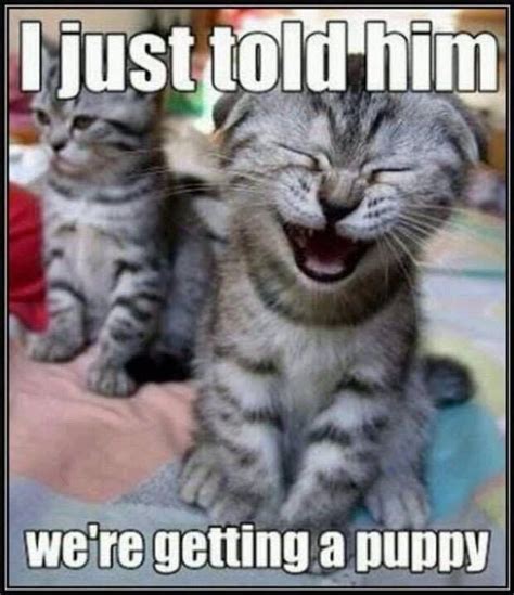 20 Funny Cute Kittens Memes Factory Memes