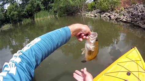 Boat anglers find stripers in the open reservoir feeding on large schools of shad or near submerged brush or timber. Chatter-Bait Bass Fishing Lake Afton, Ks. - YouTube