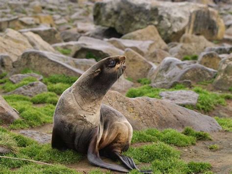 Northern Fur Seal Animals | Interesting Facts & Latest Pictures | All