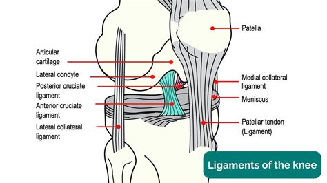 Knee Joint Anatomy Geeky Medics