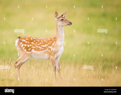 Juvenile Sika Deer Stock Photo Alamy
